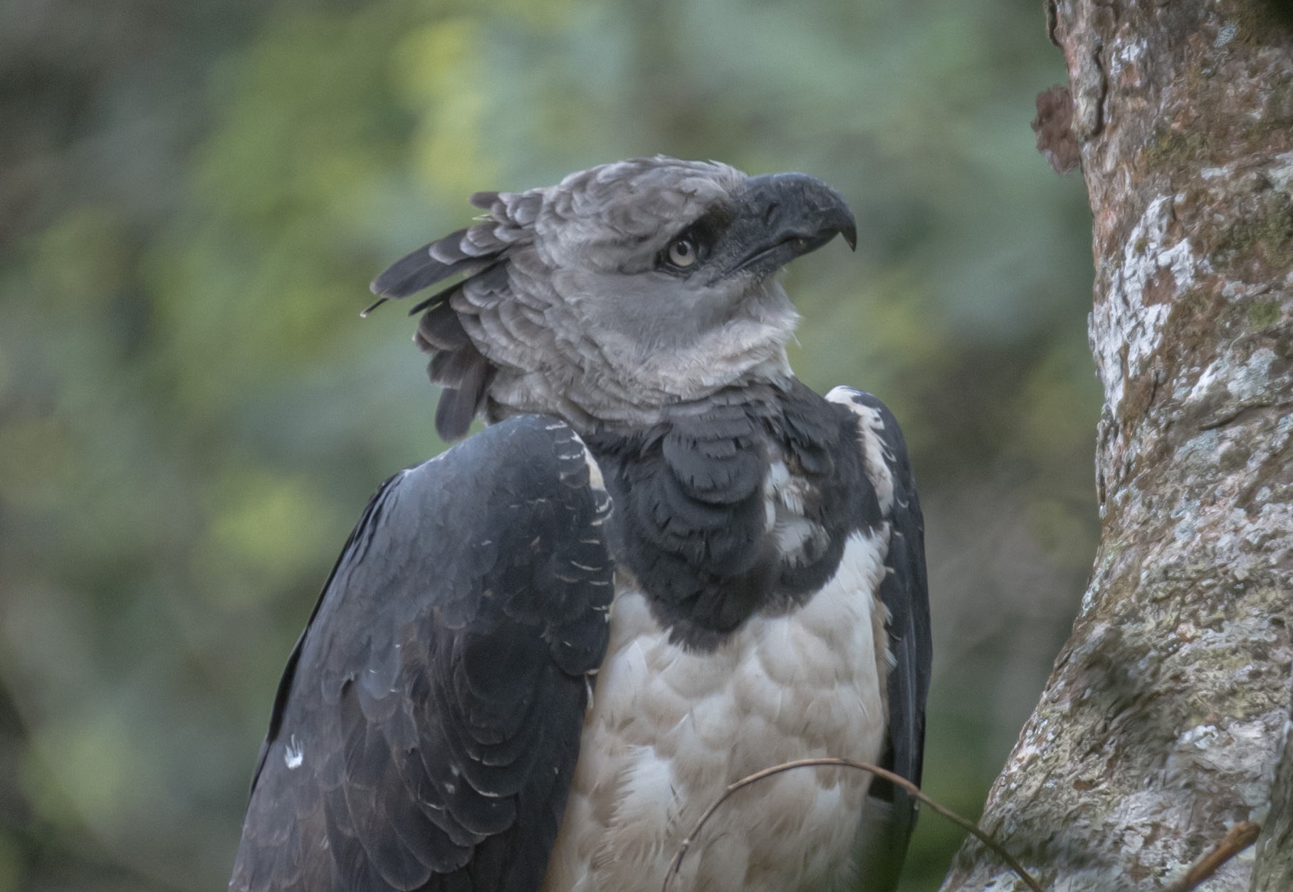 Harpy Eagle: Into the Wild Photography Expedition?>